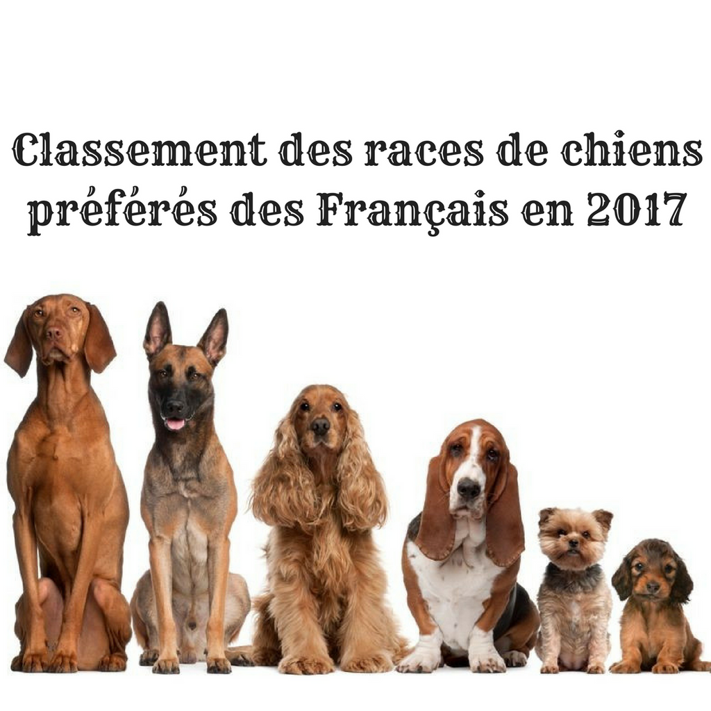 Les 10 races de chiens préférés des Français en 2017