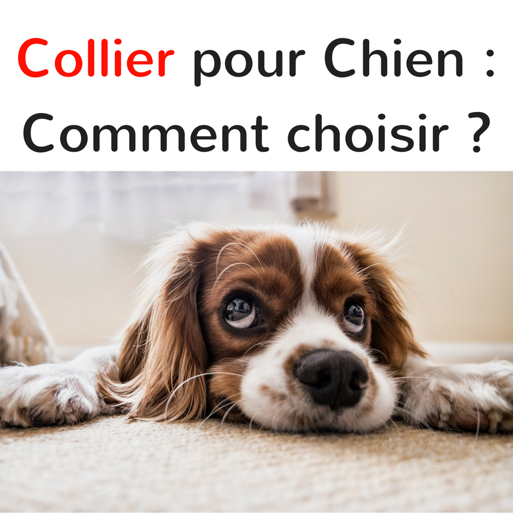 Collier pour Chien : Comment choisir ?