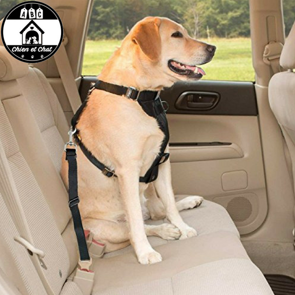 Laisse de sécurité de voiture pour chien