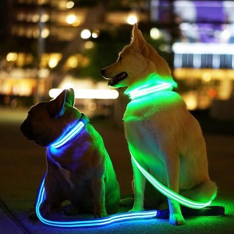 Laisse pour chien de nuit - sécurité - footing - balade - promenade - lumière LED 